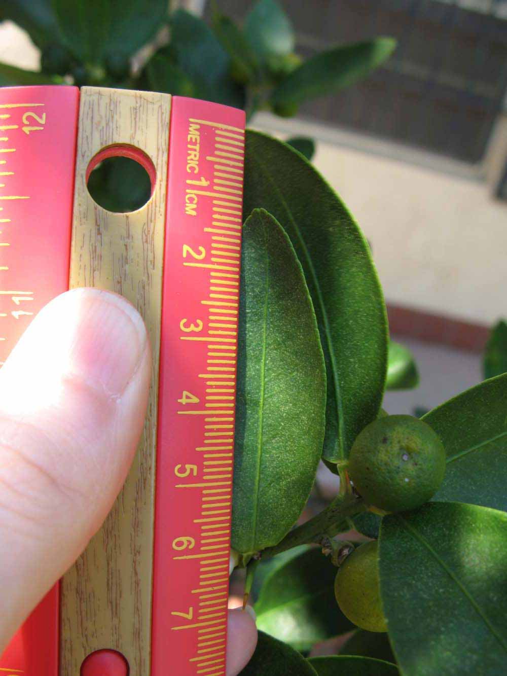              Unifoliolate leaf (Winter Haven, FL)       